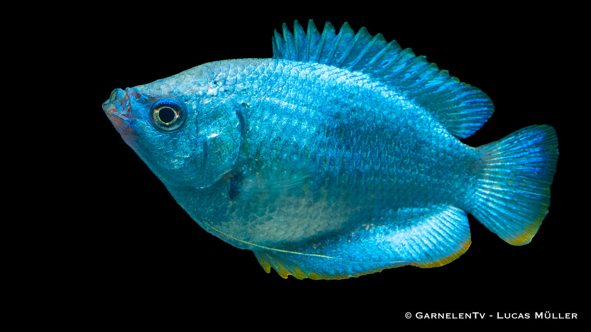 Zwergfadenfisch Koralle Blau (Colisa lalius) zwischen Pflanzen