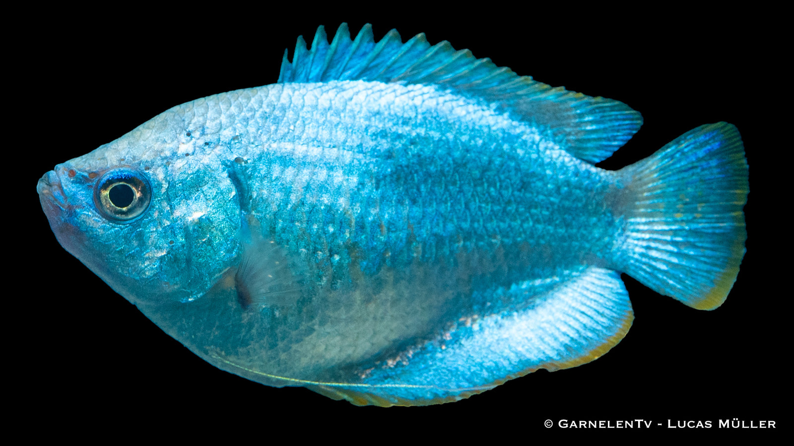 Zwergfadenfisch Koralle Blau (Trichogaster lalius) im Aquarium