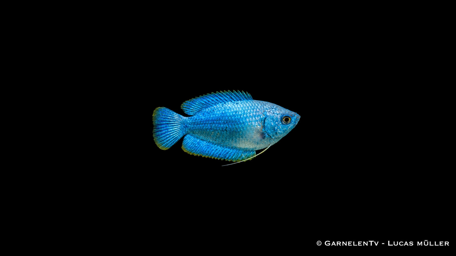 Zwergfadenfisch Koralle blau - Trichogaster lalius, türkisblaue Zuchtform