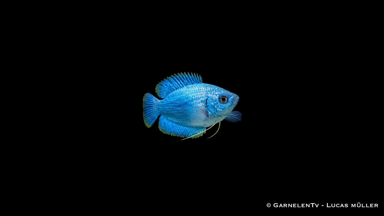 Zwergfadenfisch Koralle blau - Trichogaster lalius, türkisblaue Zuchtform