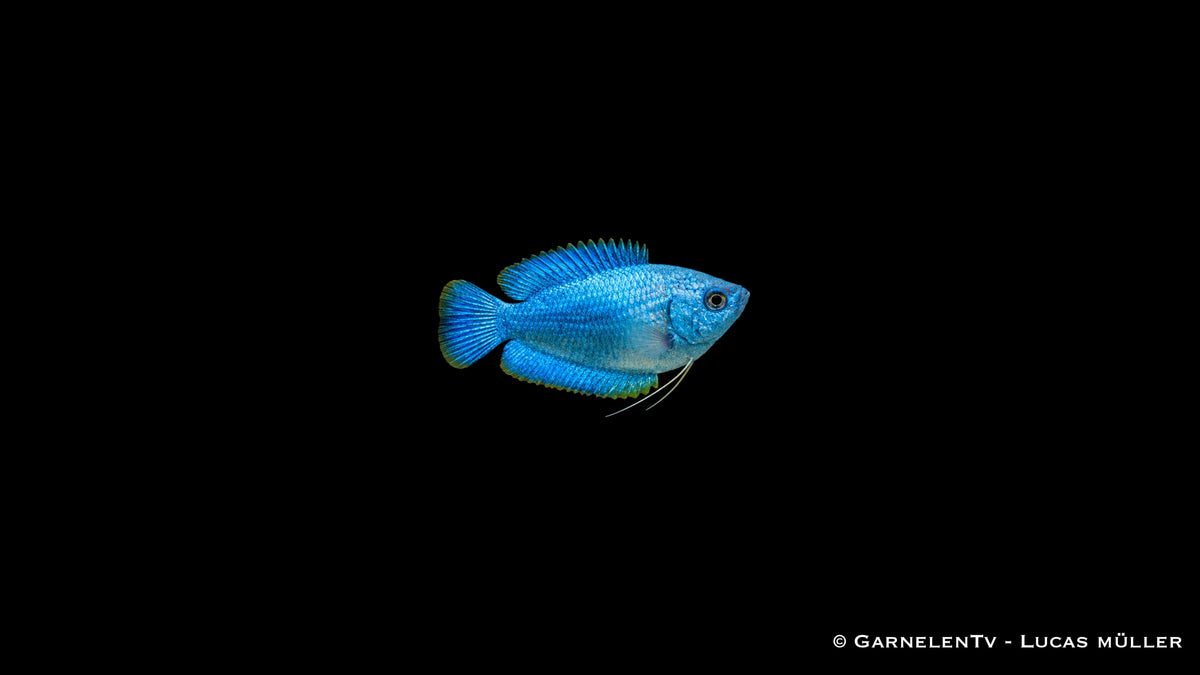 Blauer Zwergfadenfisch Koralle blau, Nahaufnahme der glitzernden Schuppen