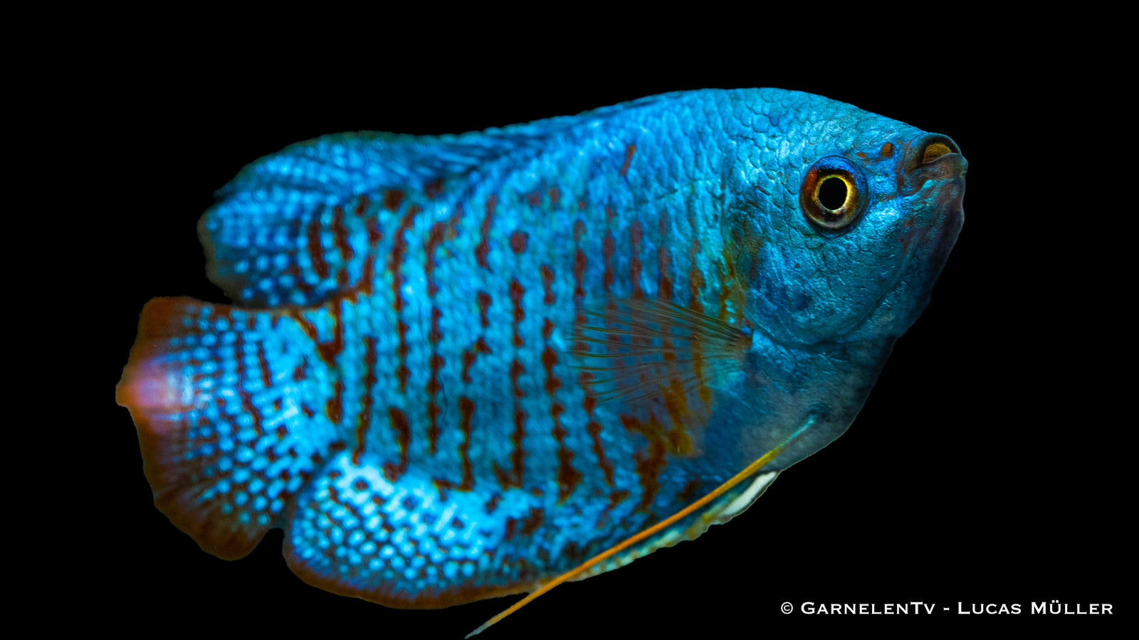 Zwergfadenfisch Neon Colisa lalia im Aquarium
