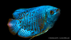 Zwergfadenfisch Neon Colisa lalia im Aquarium
