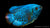 Zwergfadenfisch Neon Colisa lalia im Aquarium
