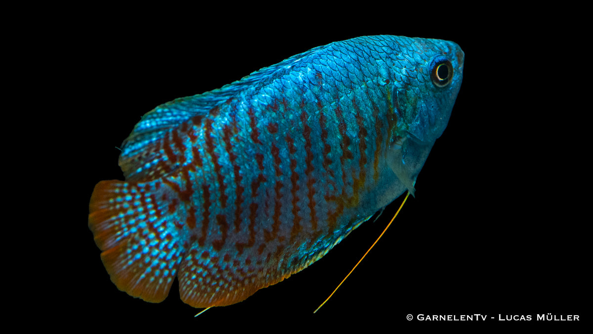Zwergfadenfisch Neon (Colisa lalia) in einem Aquascape