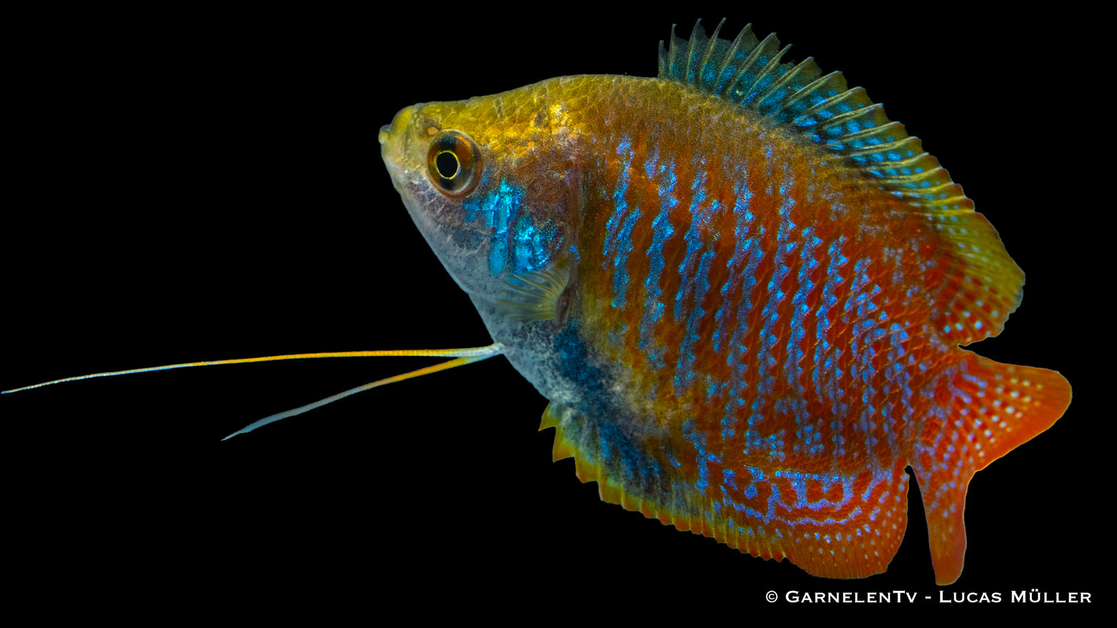 Zwergfadenfisch Trichogaster lalius im bepflanzten Aquarium
