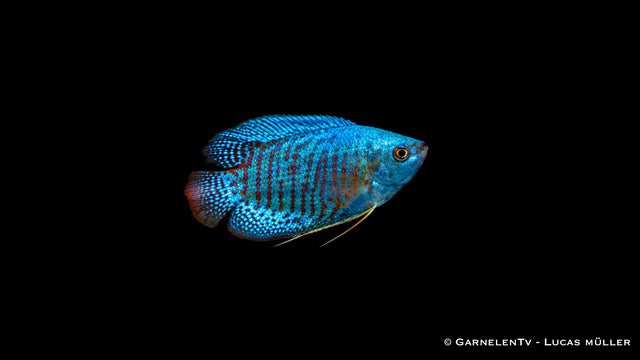 Zwergfadenfisch Neon - Colisa lalia, neonblau mit rostroten Querstreifen