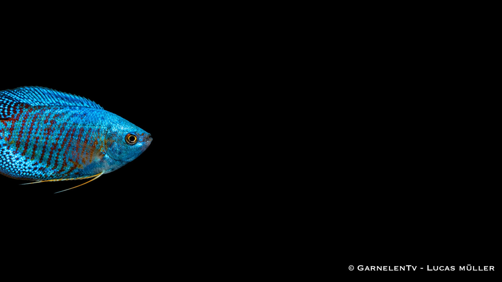 Zwergfadenfisch Neon - Colisa lalia, neonblau mit rostroten Querstreifen