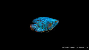 Neon Zwergfadenfisch - Trichogaster lalius, Seitenansicht