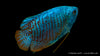 Zwergfadenfisch neon - Colisa lalia