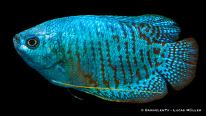 Friedlicher Zwergfadenfisch Neon in einem bepflanzten Aquarium