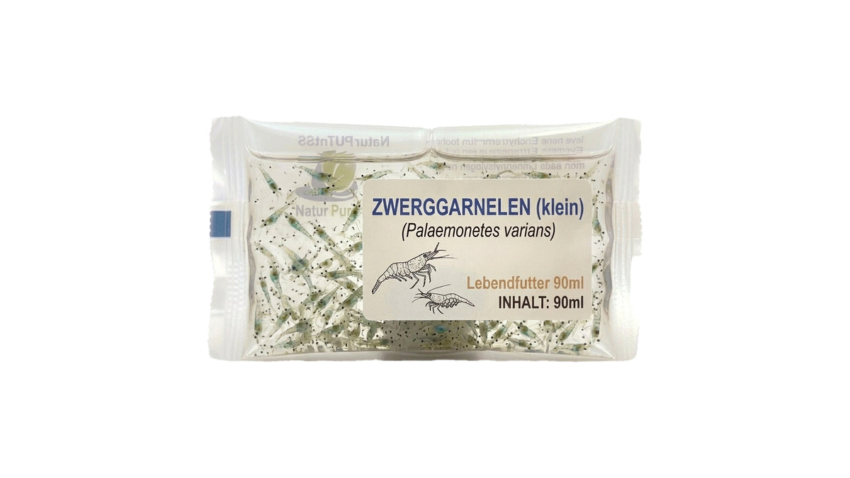 Zwerggarnelen (Palaemonetes varians), klein - Lebendfutter