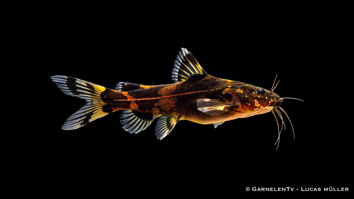 Zwerghummelwels - Pseudomystus heokhuii