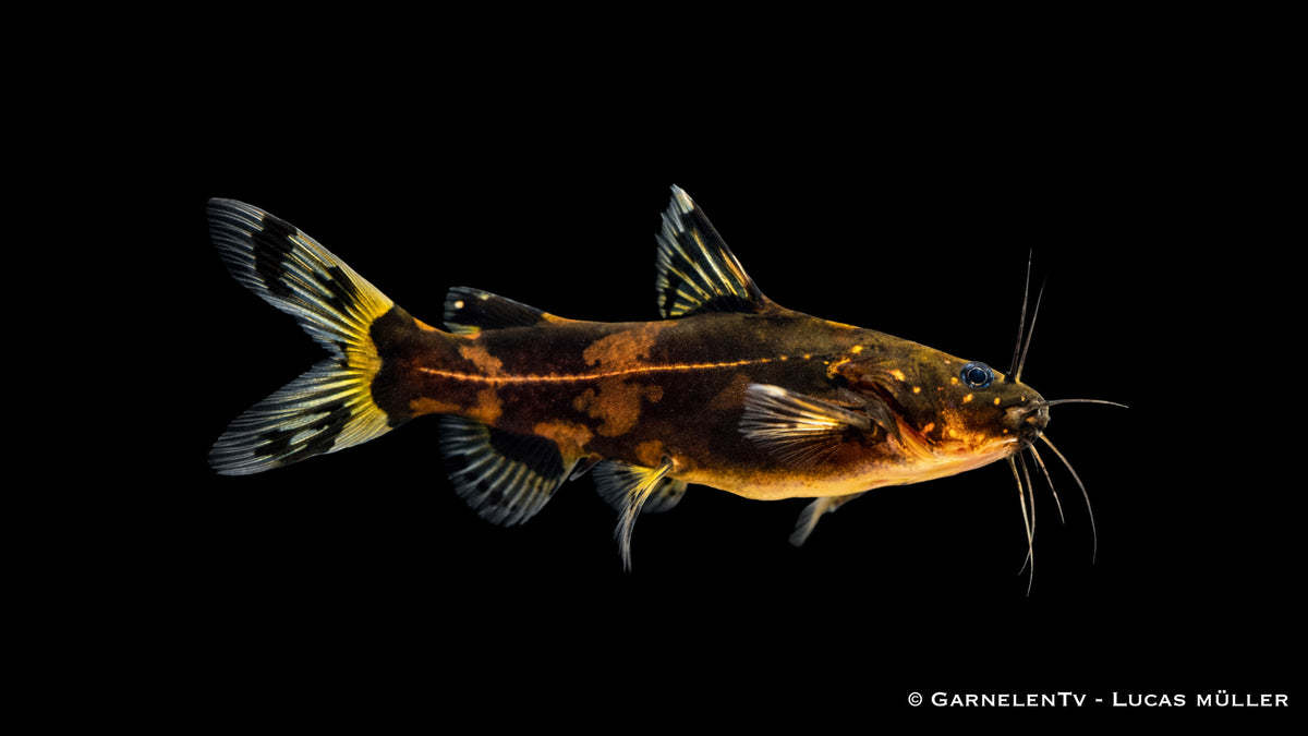 Zwerghummelwels - Pseudomystus heokhuii