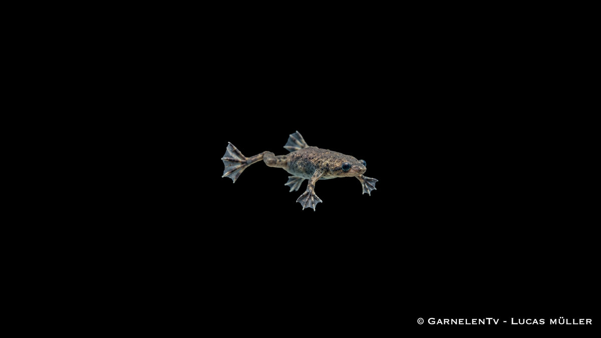 Zwergkrallenfrosch - Hymenochirus curticeps