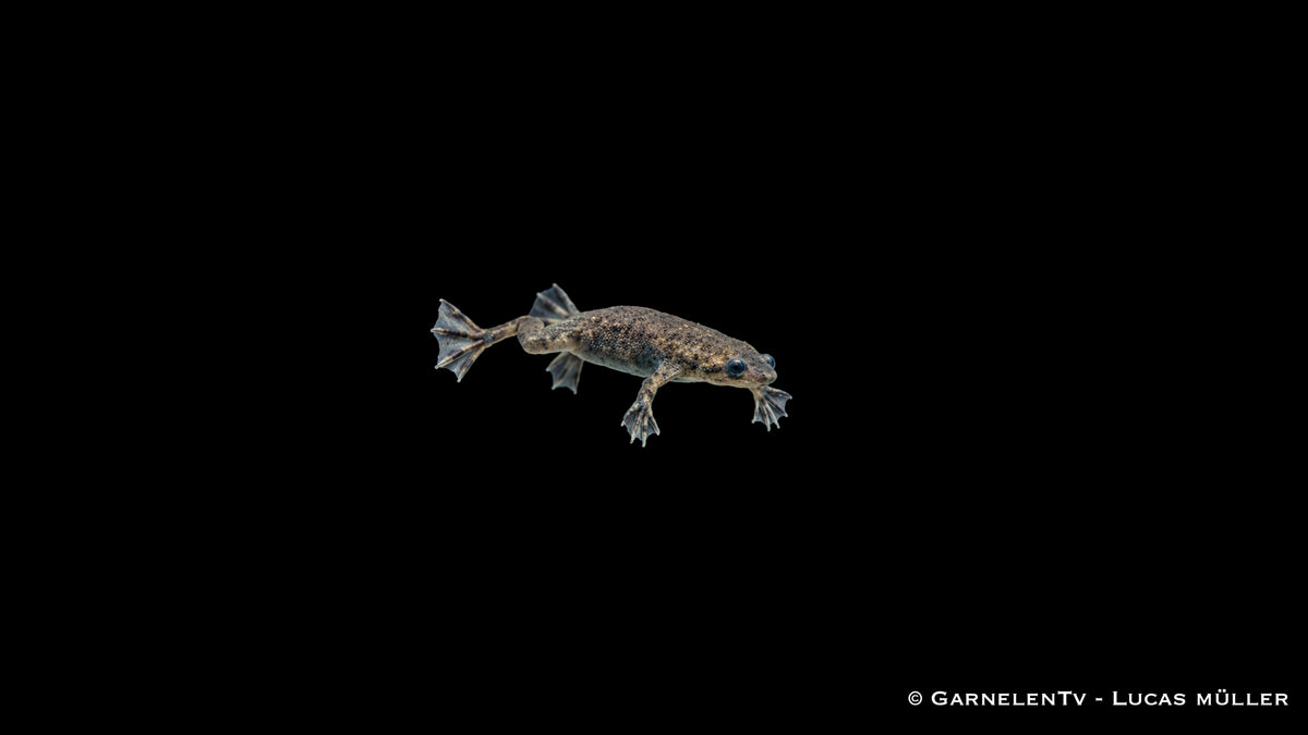 Zwergkrallenfrosch - Hymenochirus curticeps