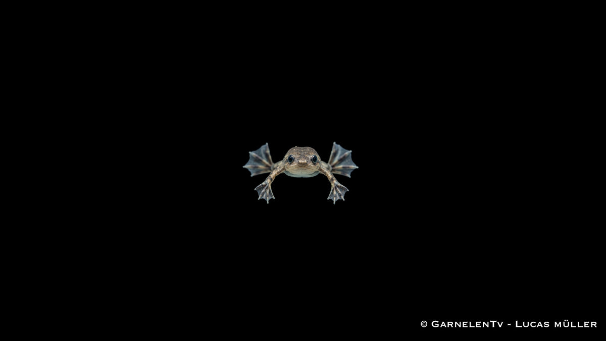 Zwergkrallenfrosch - Hymenochirus curticeps