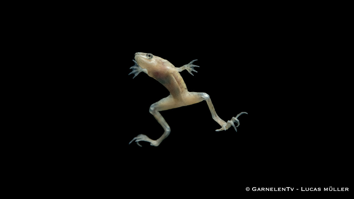 Goldener Hymenochirus curticeps auf Sandboden