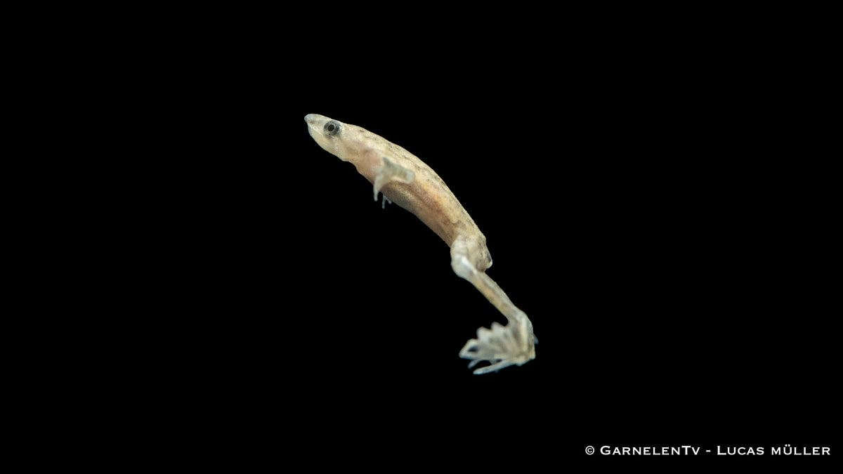 Zwergkrallenfrosch Albino schwimmt im Wasser