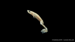 Zwergkrallenfrosch Albino schwimmt im Wasser