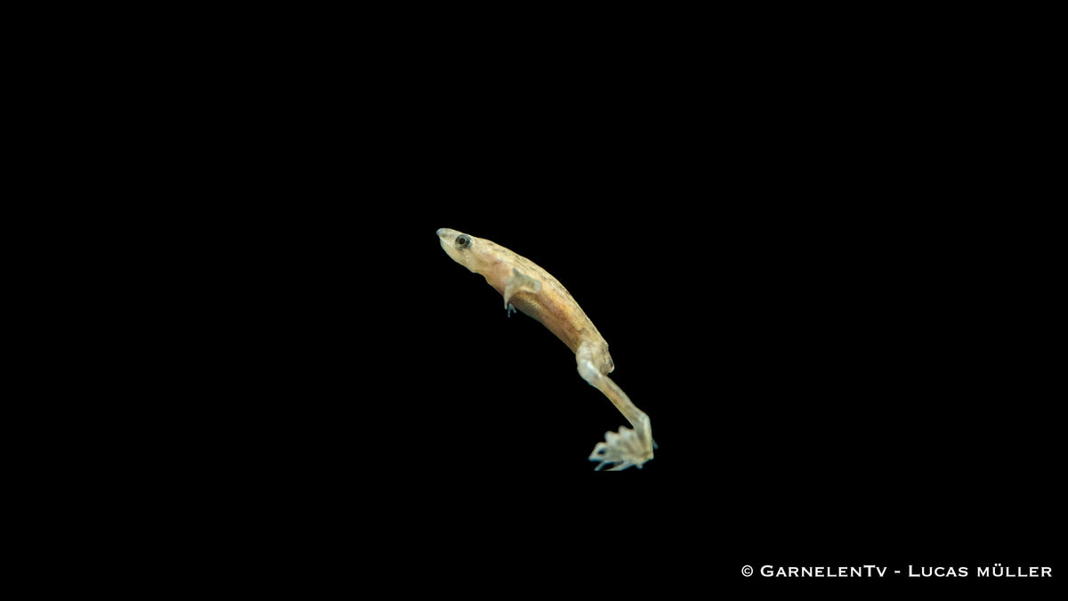 Gold/Albino Zwergkrallenfrosch beim Fressen