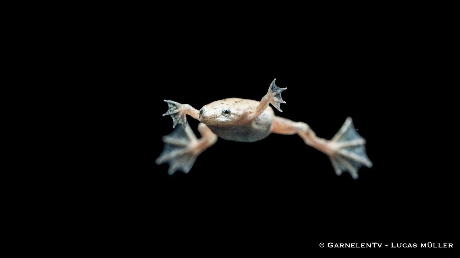 Zwergkrallenfrosch Gold/Albino im Aquarium