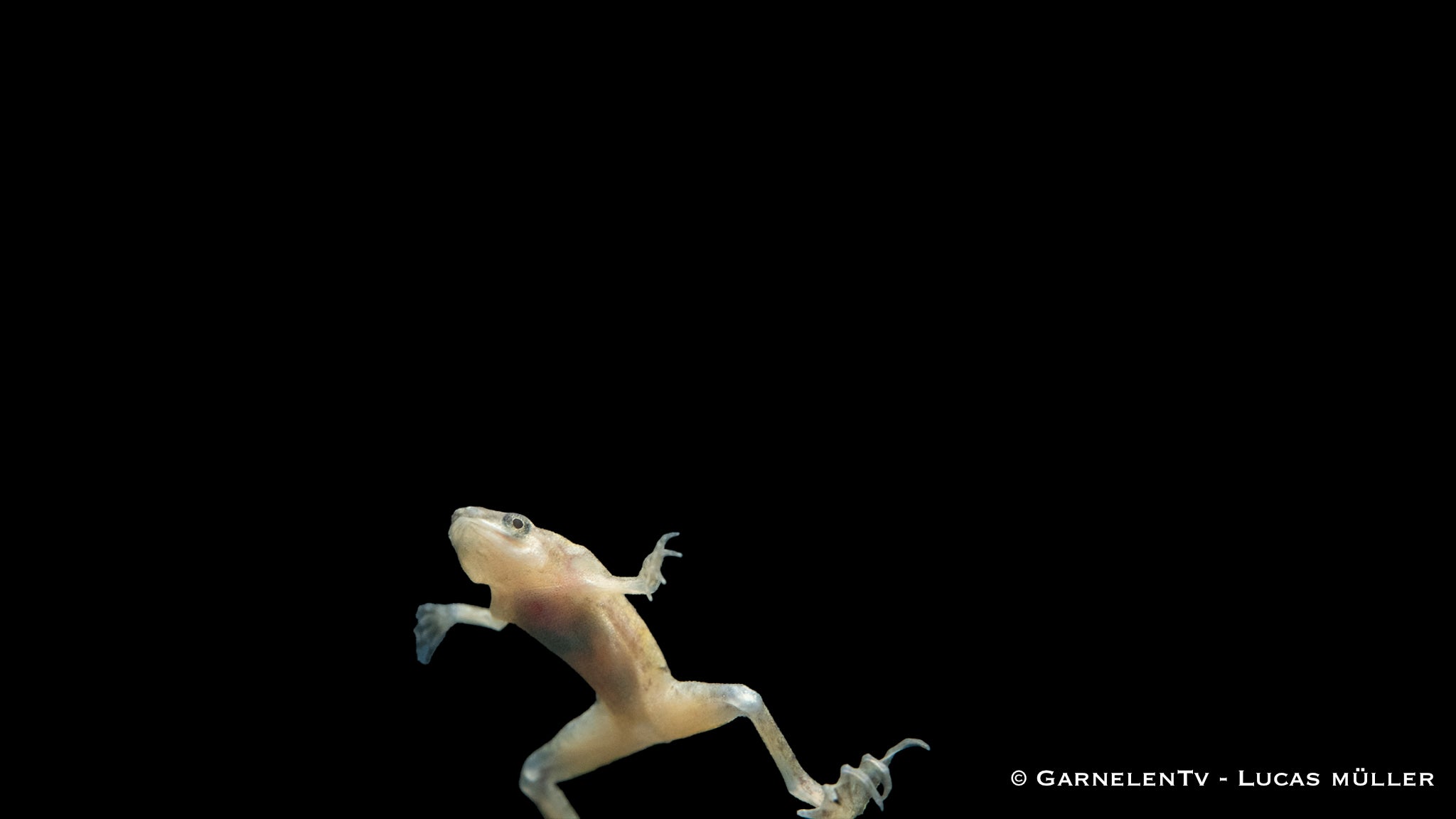 Zwergkrallenfrosch Gold / Albino - Hymenochirus curticeps