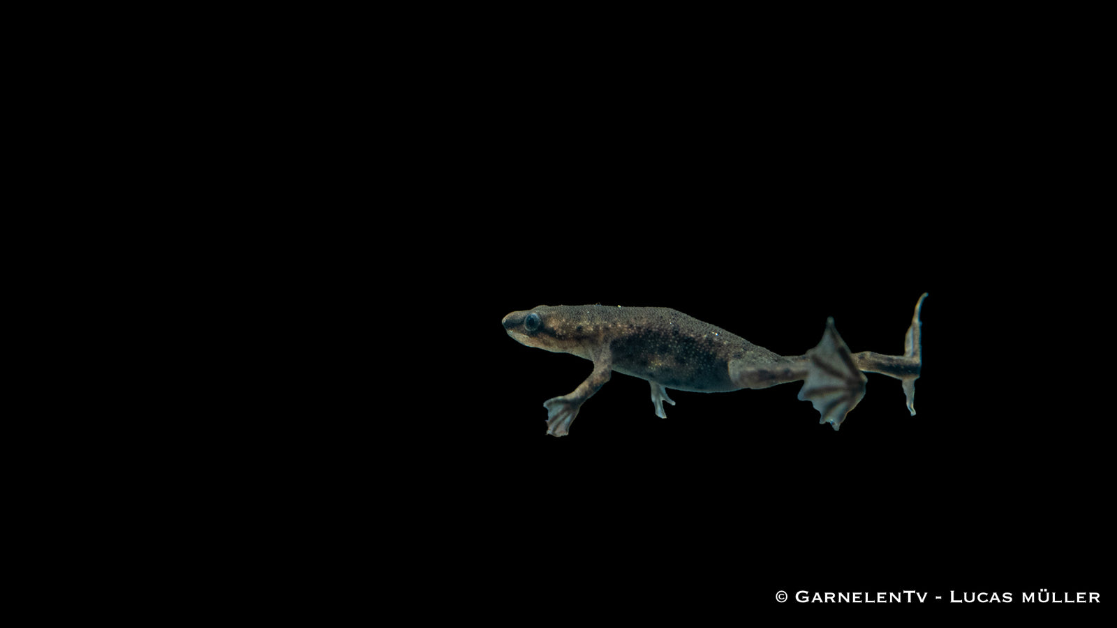 Zwergkrallenfrosch – Hymenochirus curticeps im Aquarium
