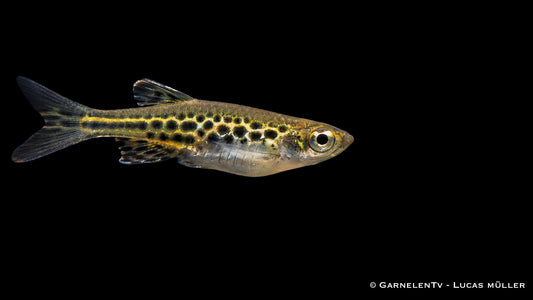 Zwergleopardbärbling - Danio tinwini