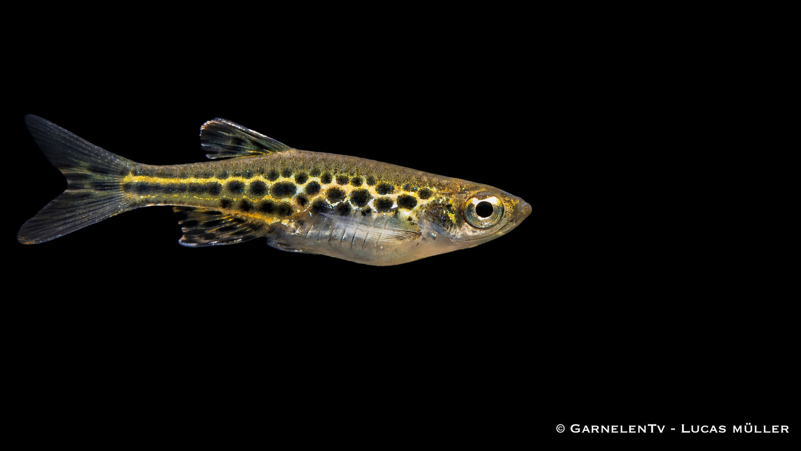 Zwergleopardbärbling - Danio tinwini