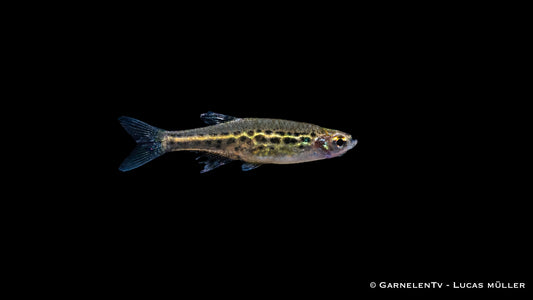 Zwergleopardbärbling - Danio tinwini