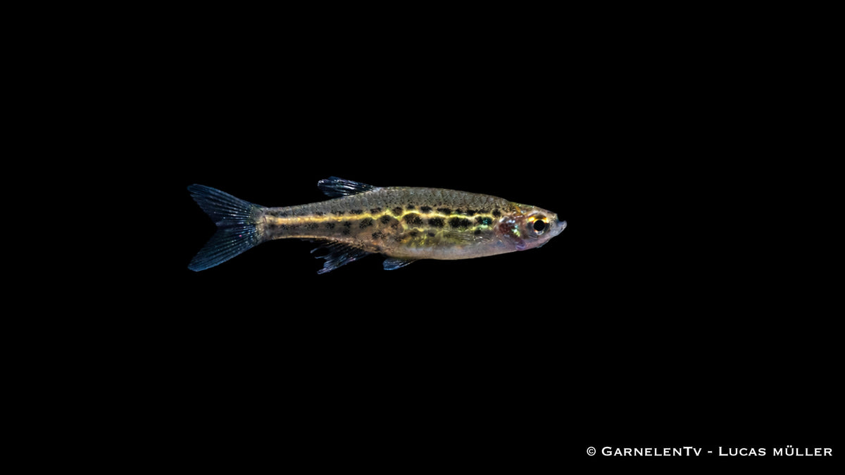 Zwergleopardbärbling - Danio tinwini