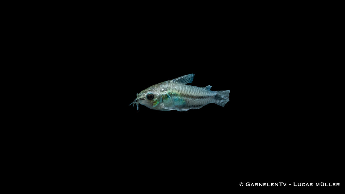 Zwergpanzerwels Corydoras pygmaeus im Aquarium
