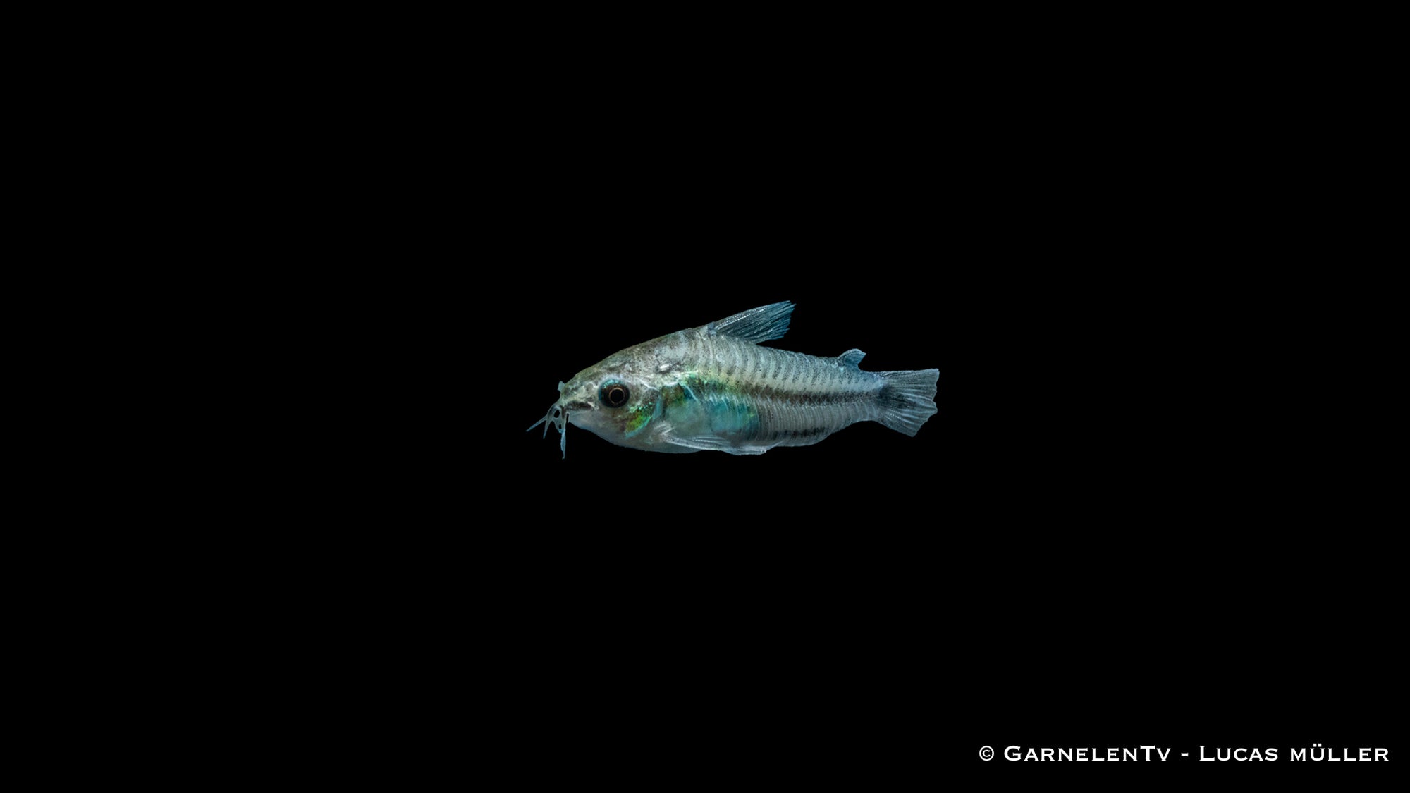 Zwergpanzerwels Corydoras pygmaeus im Aquarium
