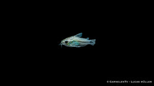 Corydoras pygmaeus – kleiner Panzerwels mit dunklem Streifen