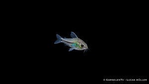 Zwergpanzerwels - Corydoras pygmaeus (DNZ)
