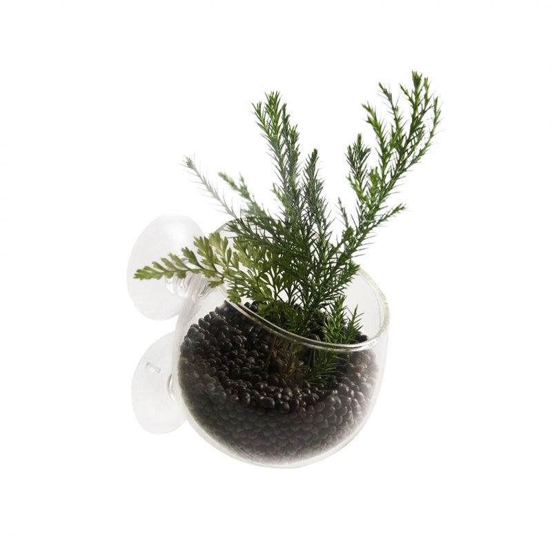Aqua Della Plant Pot – Glas Pflanzentopf mit Saugnäpfen

Echtglas Pflanzentopf mit Saugnäpfen für Aquarien
