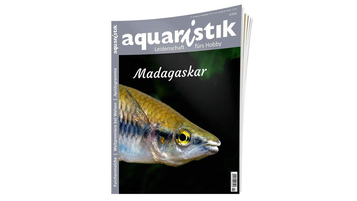 2026/4 aquaristik | Zeitschrift neu. Madagaskar Ausgabe 