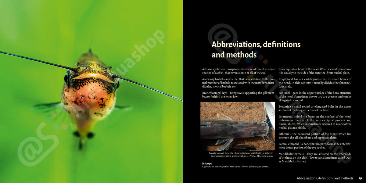 Bagrids Hillstream Catfishes Asia Buch Welse asiatische Welsarten Dähne Verlag