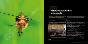 Bagrids Hillstream Catfishes Asia Buch Welse asiatische Welsarten Dähne Verlag