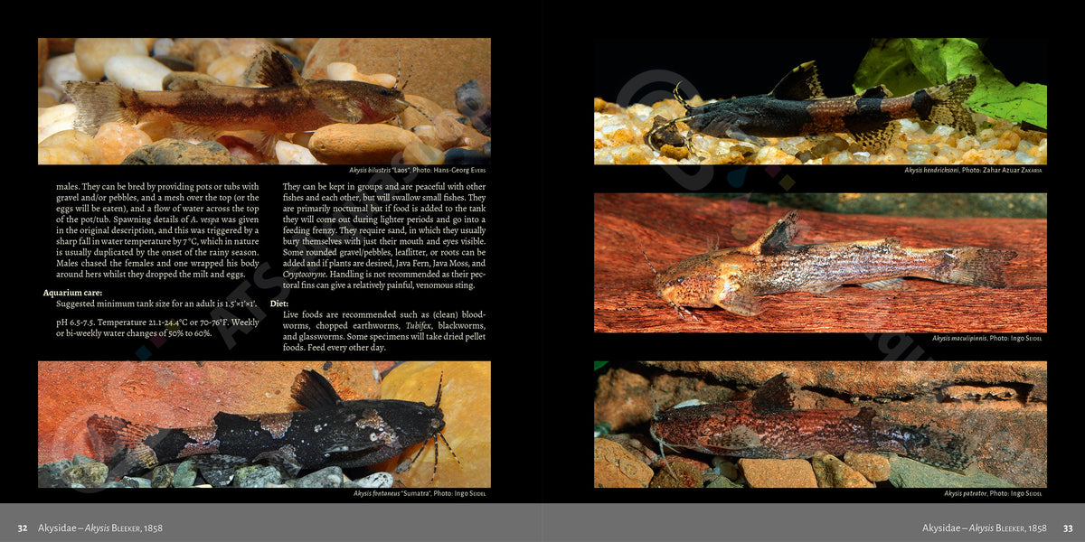 Bagrids Hillstream Catfishes Asia Buch Welse asiatische Welsarten Dähne Verlag