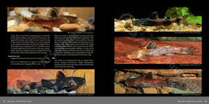 Bagrids Hillstream Catfishes Asia Buch Welse asiatische Welsarten Dähne Verlag