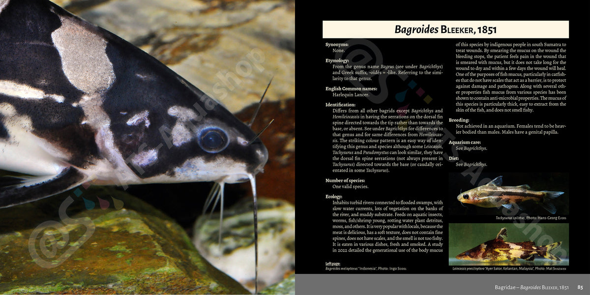 Bagrids Hillstream Catfishes Asia Buch Welse asiatische Welsarten Dähne Verlag