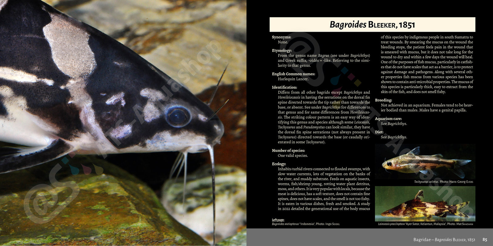 Bagrids Hillstream Catfishes Asia Buch Welse asiatische Welsarten Dähne Verlag