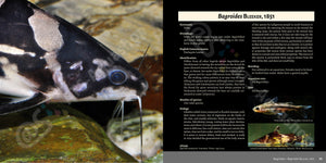 Bagrids Hillstream Catfishes Asia Buch Welse asiatische Welsarten Dähne Verlag