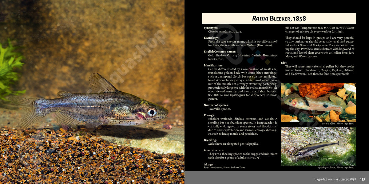 Bagrids Hillstream Catfishes Asia Buch Welse asiatische Welsarten Dähne Verlag