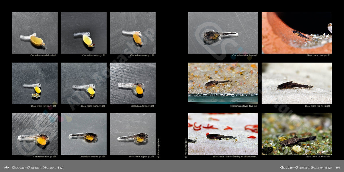 Bagrids Hillstream Catfishes Asia Buch Welse asiatische Welsarten Dähne Verlag