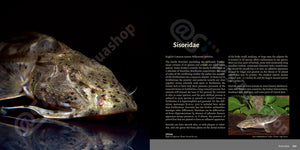 Bagrids Hillstream Catfishes Asia Buch Welse asiatische Welsarten Dähne Verlag