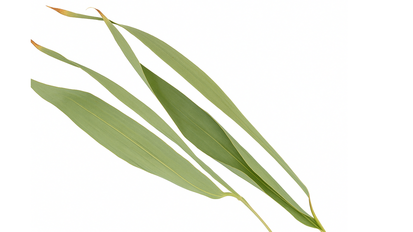 Bambus Blätter | Bambus Leaves | 5g - GarnelenTv-Shop

Bambus Blätter für Aquarien und Terrarien
