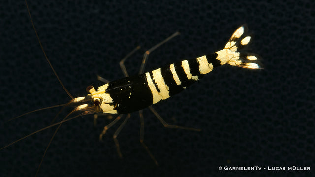 Caridina logemanni im Süßwasseraquarium